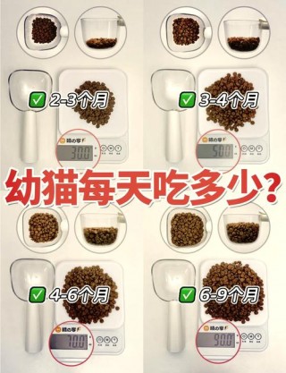 猫咪一直吃猫粮好吗，猫咪一直吃猫粮好吗怎么喂？