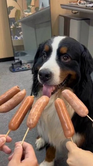 狗狗可不可以吃火腿肠？狗能吃火腿肠吗（最新）