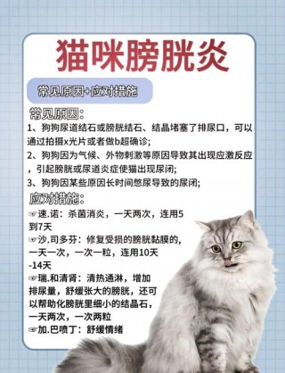 猫咪膀胱炎症状表现？猫咪膀胱炎症状表现有哪些（最新）