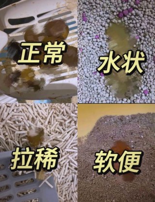 猫咪粑粑有点稀，猫咪粑粑有点稀带血？