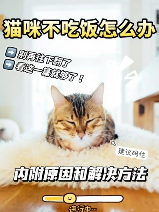猫咪为什么不吃饭？猫咪为什么不吃饭只吃猫粮（最新）