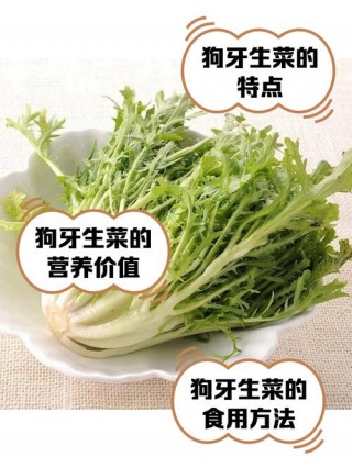 狗狗可以吃生菜吗，狗狗吃生菜吗好吗？