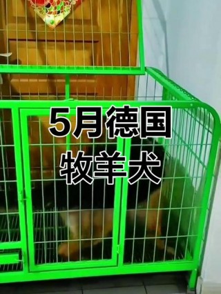 5个月狗狗吃多少狗粮，（5个月的狗一顿吃多少狗粮）