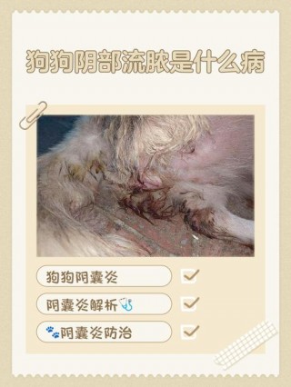 狗狗怀孕二十天的症状，（狗狗怀孕20天的图片 照片曝光）