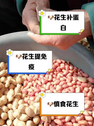 狗狗能吃花生吗，（狗狗禁止吃的20种食物）