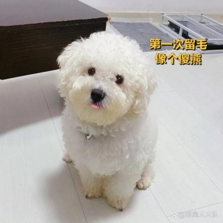 狗狗毛量少怎么办，（狗狗毛量少怎么办啊）