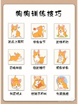 多大的狗狗可以训练？多大的狗狗可以训练听话（最新）