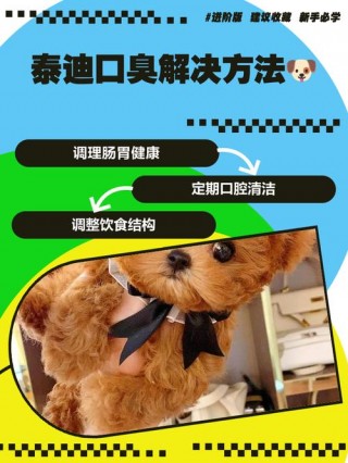 狗狗口臭怎么办泰迪，泰迪狗口臭怎么处理？