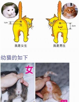 包含猫咪的生殖器官的词条