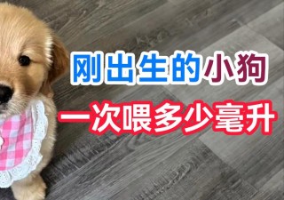 狗狗多大可以吃鸡蛋，狗多大能吃鸡蛋黄？