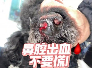 狗狗流血不止怎么办，（狗狗流血水）