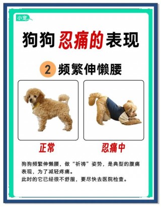 狗狗身上抖是怎么回事？狗狗身上抖是什么意思（最新）