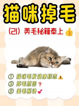猫猫老是掉毛怎么办，猫咪老掉毛怎么解决？
