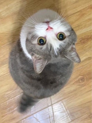 猫猫摇尾巴是什么意思？猫咪抖尾巴什么意思（最新）