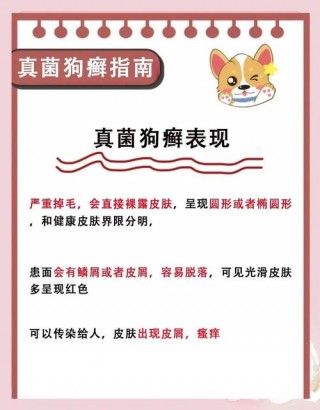 狗狗皮肤烂了怎么回事，（狗狗皮肤烂是什么原因）