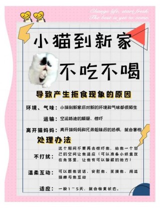 猫咪两天不吃东西，猫咪两天不吃东西只喝水会不会饿死？
