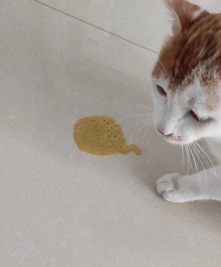 猫咪的呕吐物跟屎一样，（猫吐得像屎是怎么回事）