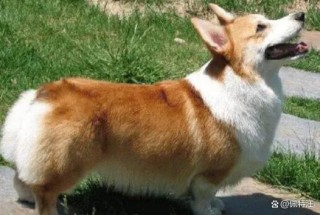 什么狗狗没有尾巴？哪些狗没尾巴（最新）