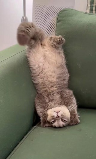 猫咪四肢僵硬头往后仰？猫咪四肢僵硬头往后仰的病因（最新）