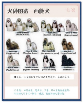 长毛狗狗品种名称，（长毛狗的品种有哪些）