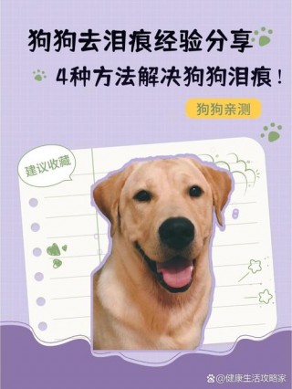 怎样去除狗狗的泪痕？怎样去除狗狗的泪痕小妙招（最新）