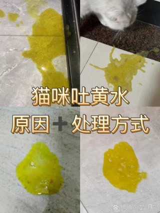 猫咪呕吐黄水是猫瘟吗，猫瘟开始呕吐是第几天？