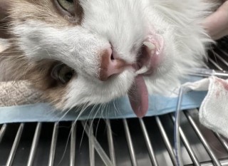 猫咪为什么吃草？猫咪为什么吃草莓叶子（最新）