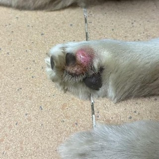 狗狗得了脚趾炎怎么治，（狗狗脚趾炎怎么办）