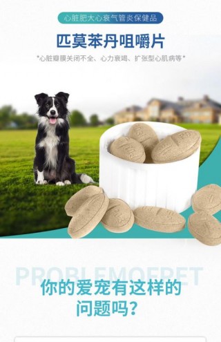 狗狗犬瘟咳嗽怎么办，狗狗犬瘟咳嗽不止？