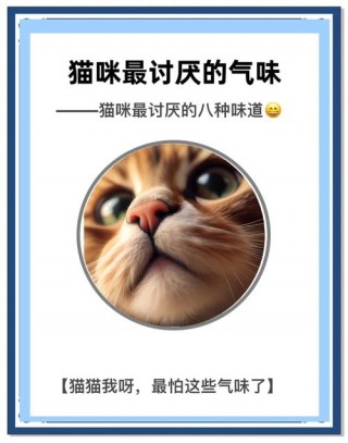 猫咪不喜欢什么气味？猫咪不喜欢什么气味的东西（最新）