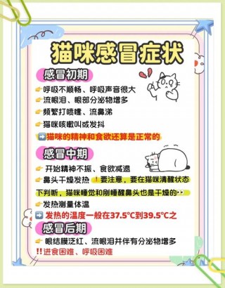 猫咪怀孕感冒了怎么办，（猫咪怀孕期间感冒）