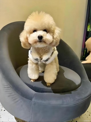 狗狗多大可以吃幼犬粮？小狗一般多大可以吃狗粮（最新）