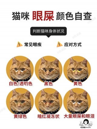 猫咪有眼屎是怎么回事？猫眼出眼屎是怎么回事（最新）