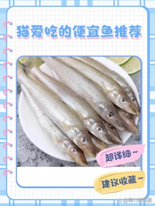 猫咪吃什么鱼好？猫咪应该吃什么鱼（最新）