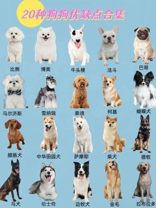 什么品种的狗狗好养？什么品种的狗狗好养活（最新）