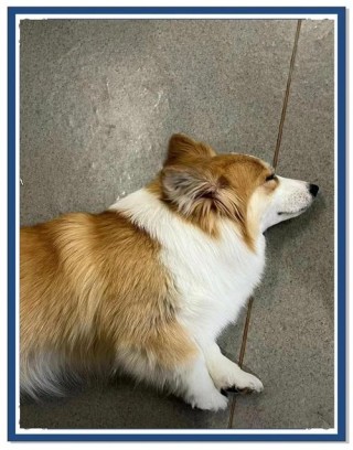 狗狗能喝豆浆吗，狗狗能喝豆浆吗,狗狗喝豆浆好吗？