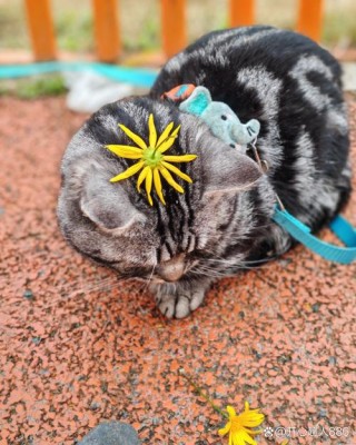 猫咪能吃芝麻吗，（猫咪能吃芝麻吗?）