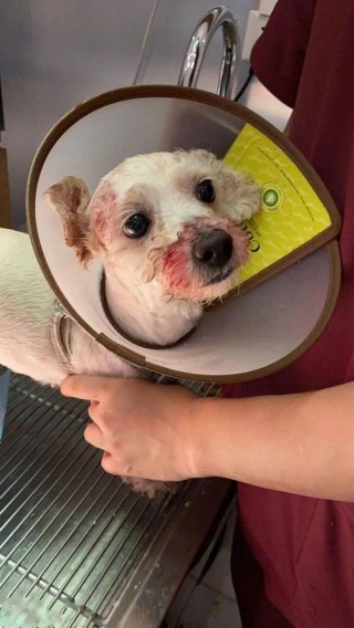 狗狗内出血的症状？狗狗内出血的症状有哪些（最新）