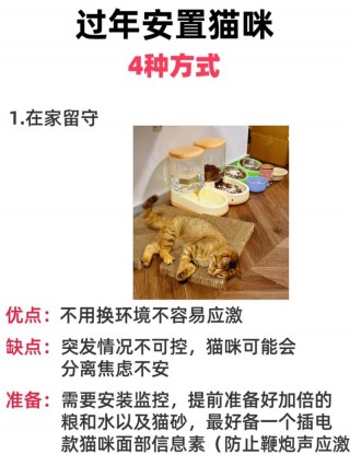 过年回家猫咪怎么办，（过年回家猫放家里行不行）