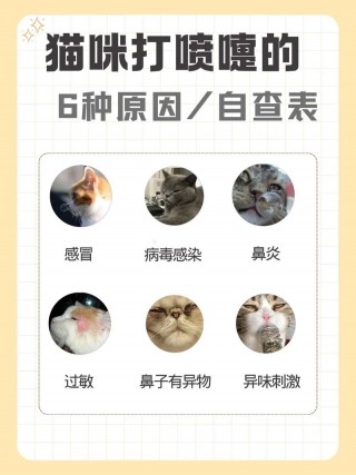 猫咪老打喷嚏怎么办，猫老打喷嚏怎么治疗？