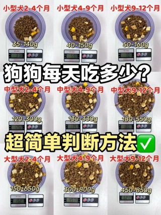 十斤的狗狗一天吃多少狗粮？10斤的狗狗每天喂多少（最新）