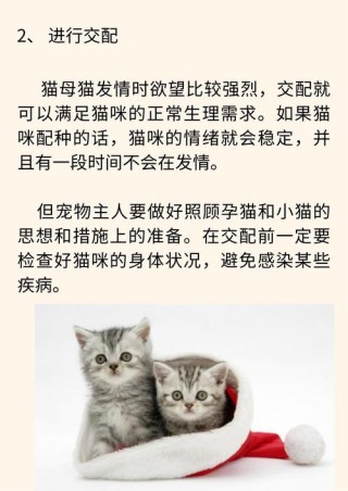 猫咪一年发几次情，（猫一年发多少次）