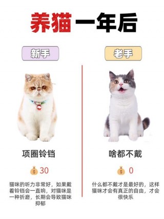 猫咪戴铃铛好吗？猫咪戴铃铛好吗（最新）
