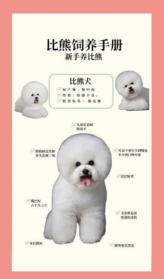 40天的狗狗怎么养，（40天的小狗好养活吗）