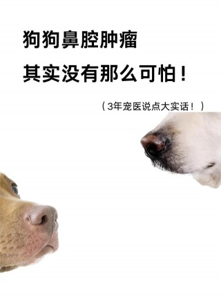狗狗鼻梁肿了啥原因，（狗狗鼻梁肿了啥原因呢）