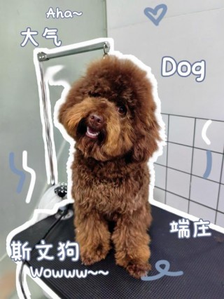 狗狗美容一次多少钱，狗狗美容一次多少钱合适？