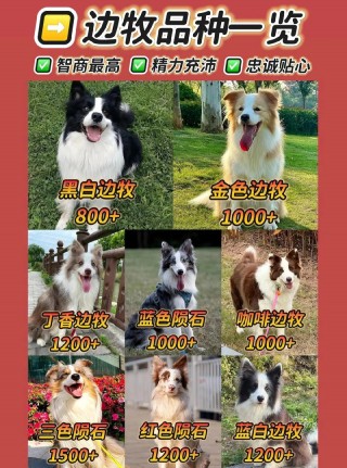 智商排名第一的狗狗，（智商排名第一的狗狗是哪一位）