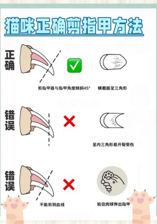 猫咪指甲怎么剪，猫咪指甲怎么剪图片？