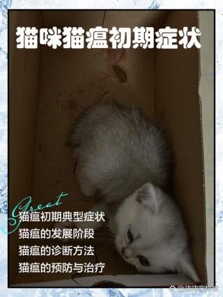 猫咪得猫瘟有什么症状，猫咪得猫瘟有什么症状吗？