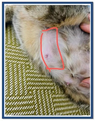 猫咪乳房硬块怎么处理，母猫哺乳后下腹一片硬块很大？